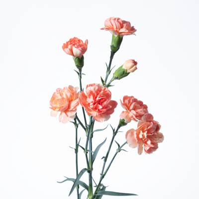 スプレーカーネ・橙“えくぼ”