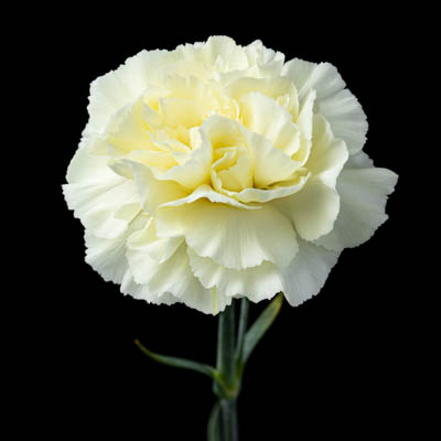 カーネ・アイボリー“ディレッタクレマ”