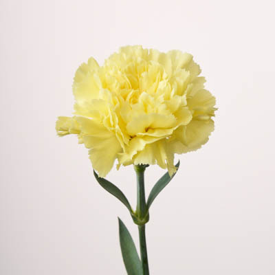 カーネーション・黄“イリアス”
