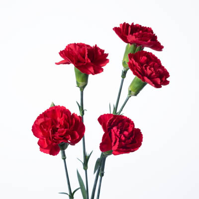 スプレーカーネ・赤“レッドピジョン”