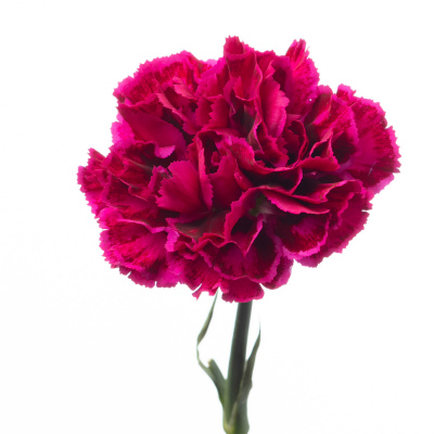 カーネーション・複色“ノビオパーティー”