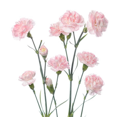 スプレーカーネ・桃“オルネラ”