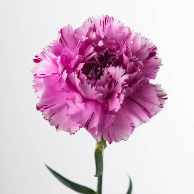 カーネーション・複色“ユカリスクーロ”