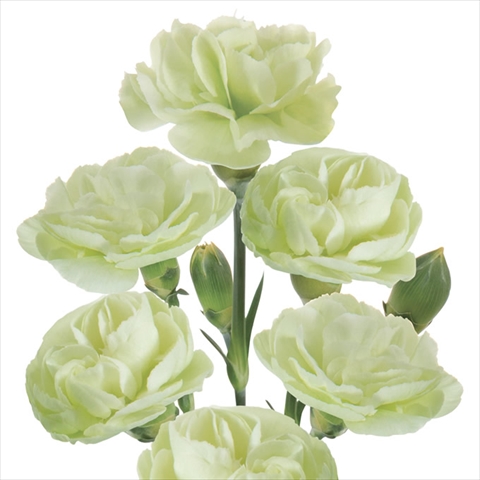 スプレーカーネ・緑“ジェード”