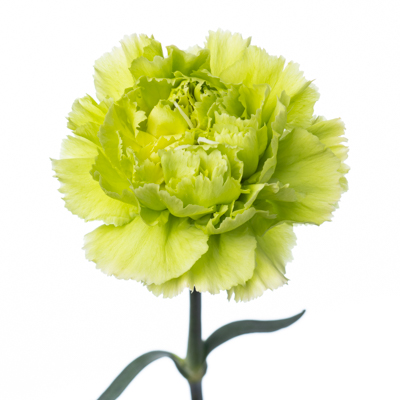 カーネーション