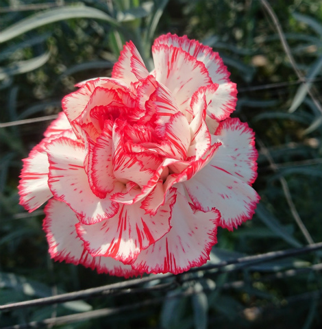 カーネーション・複色“パクシー”