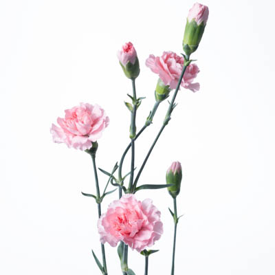 スプレーカーネ・桃“ドゥーバドゥー”