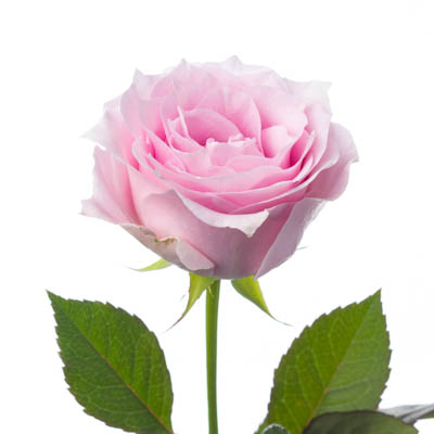バラ・桃“リメンブランス”