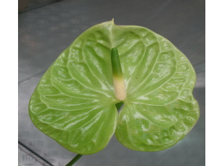 アンスリウム（グリーン）