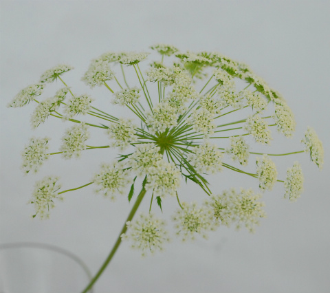 ホワイトレースフラワー