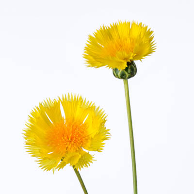 イエローサルタン