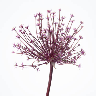 アリウム シュベルティー