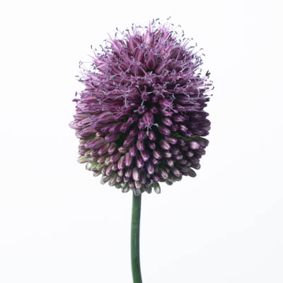 アリウム スファエロセファロン