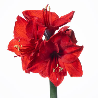 アマリリス“レッドライオン”