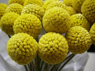 クラスペディア