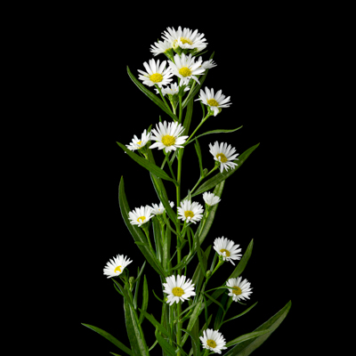 クジャクアスター