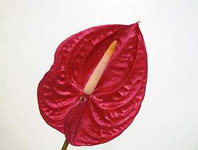 アンスリウム（赤）