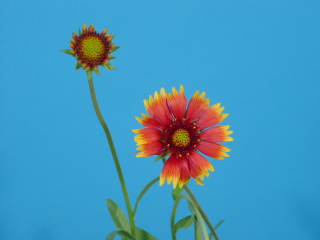 ガイラルディア