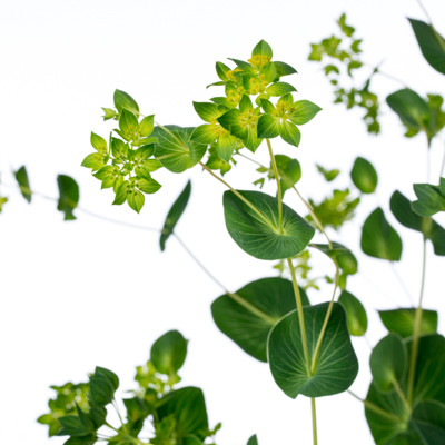 ブプレウルム“グリーンゴールド”