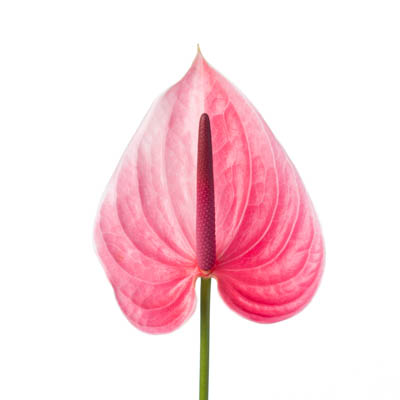 アンスリウム“ソナーテ”