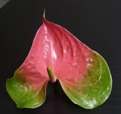 アンスリウム“プレジデント”