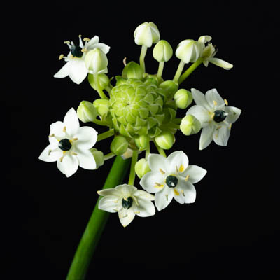 オーニソガラム