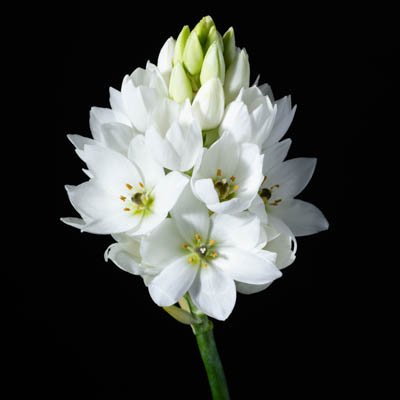 オーニソガラム