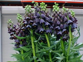 フリチラリア　ペルシカ