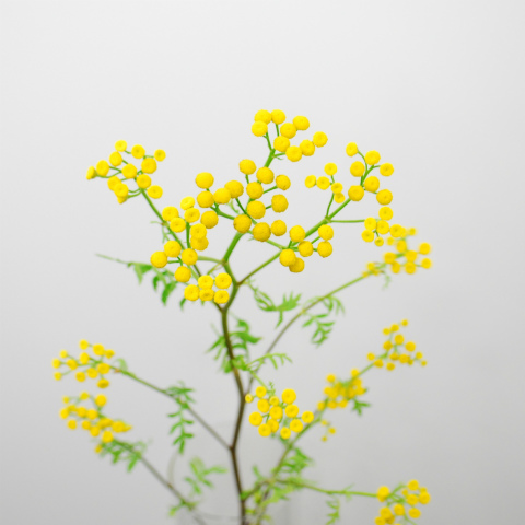 タンジー