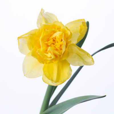 スイセン“ディックウィルデン”