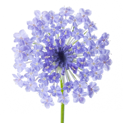 ブルーレースフラワー