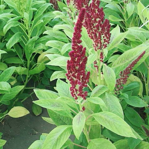 アマランサス“ピグミートーチ”