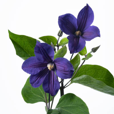 クレマチス　デュランディー