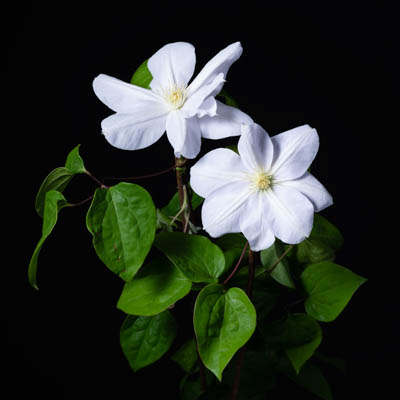 クレマチス・白“マダム　バン　ホーテ”