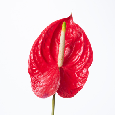 アンスリウム“トロピカル”