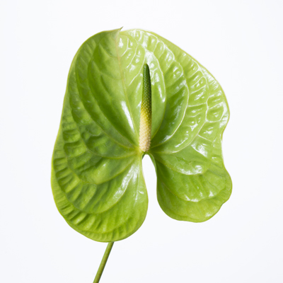 アンスリウム“ミドリ”