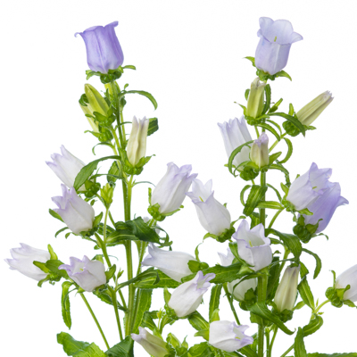 カンパニュラ メジウム