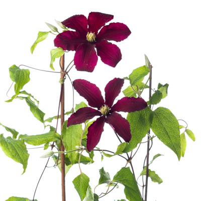 クレマチス“ニオベ”