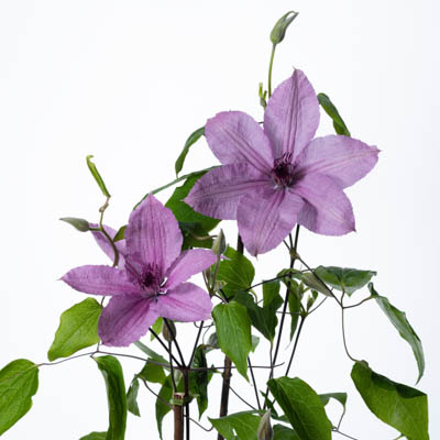 ジヤツクマニーケイ