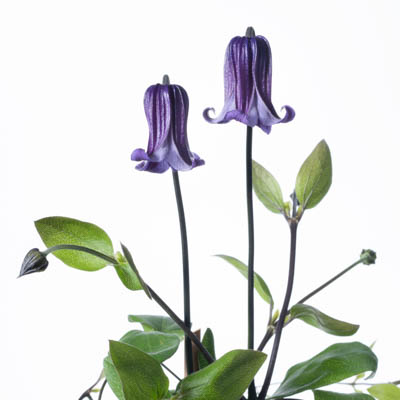 クレマチス“篭口”