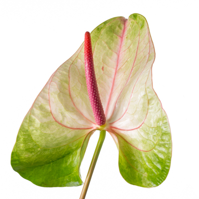 アンスリウム“ファンタジア”