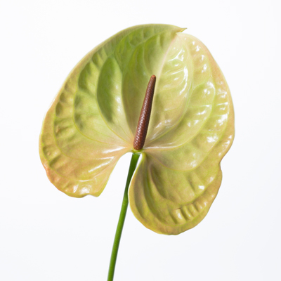 アンスリウム“ピスターチ”