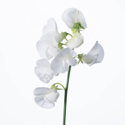 シュッコンスイートピー