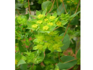 ブプレウルム　グリフィティ