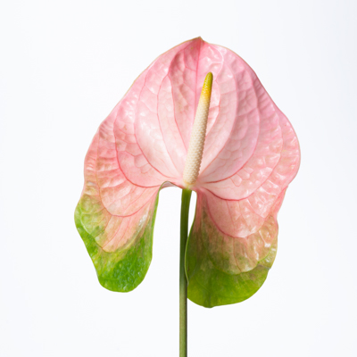 アンスリウム“ローザ”