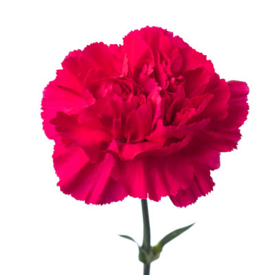 カーネーション・桃“ツェッペリン”