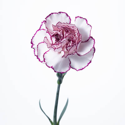 カーネーション・複色“ダマスカス”