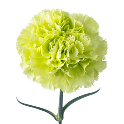 カーネーション・緑“レディグリン”