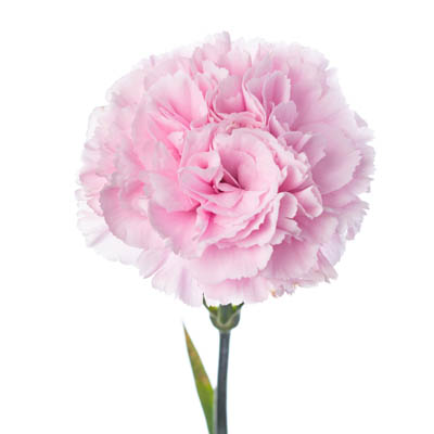 カーネーション・桃“クリアウォーター”