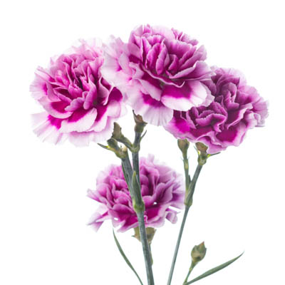 スプレーカーネ・複色“エケコ”